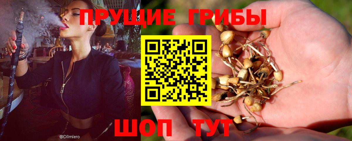 Назрань  Галлюциногенные грибы Psilocybine cubensis  Вход с VPN 